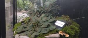 Natalijina i srpska ramonda: Kako izgleda izložba o značaju ovih biljaka, povodom obeležavanja primirja u Prvom svetskom ratu? 10