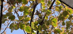 U Nišu niko nije nadležan za spasavanje životinja: Za skidanje mačeta sa drveta trebalo je da "radi veza" 2