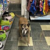 Zašto je niška “Mediana” za sterilizaciju vlasničkih životinja angažovala samo jednog veterinara 6