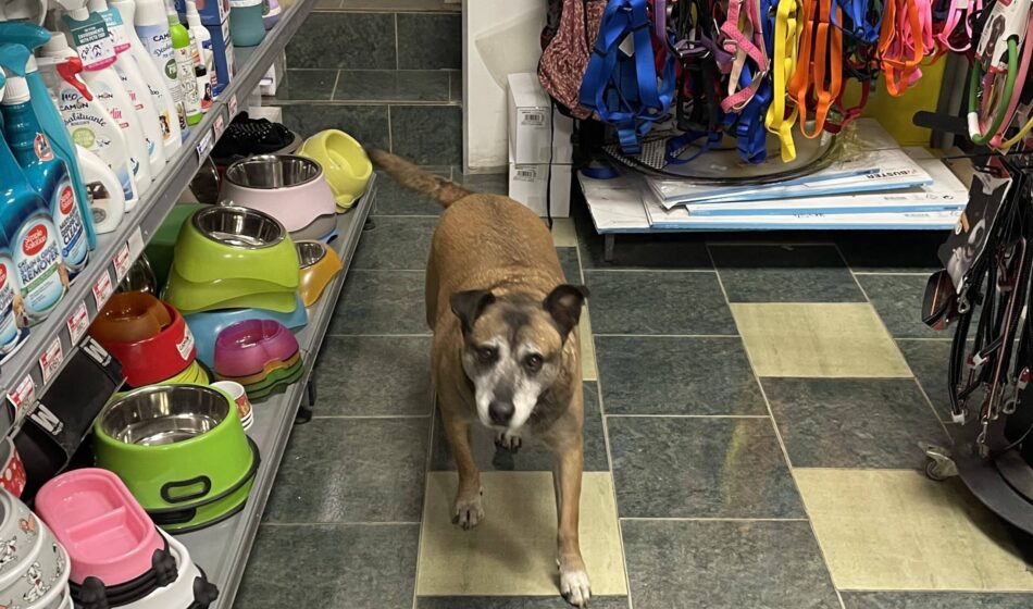 Zašto je niška “Mediana” za sterilizaciju vlasničkih životinja angažovala samo jednog veterinara 1