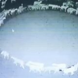 Šta rade ove ovce? Danima se "bez razloga" vrte u krug (VIDEO) 9