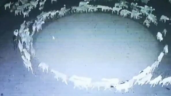 Šta rade ove ovce? Danima se "bez razloga" vrte u krug (VIDEO) 1