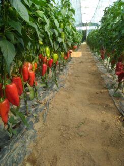 Plastenik, paprika, majdanpek "Dok sam radio u rudniku nisam pomišljao da će mi povrtarstvo postati glavni posao": Kad majdanpečki rudar počne da proizvodi hranu 2