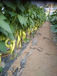 Ružanović, plastenik, paprika "Dok sam radio u rudniku nisam pomišljao da će mi povrtarstvo postati glavni posao": Kad majdanpečki rudar počne da proizvodi hranu 4