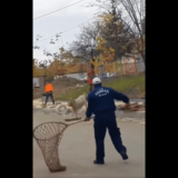 Oglasili se komunalci iz Vranja zbog jarca: Pitajte inspekciju zbog čega smo jurili životinju 5