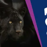 Zašto crni panter privlači toliku pažnju javnosti: Senzacionalizam i skretanje pažnje sa poskupljenja 8