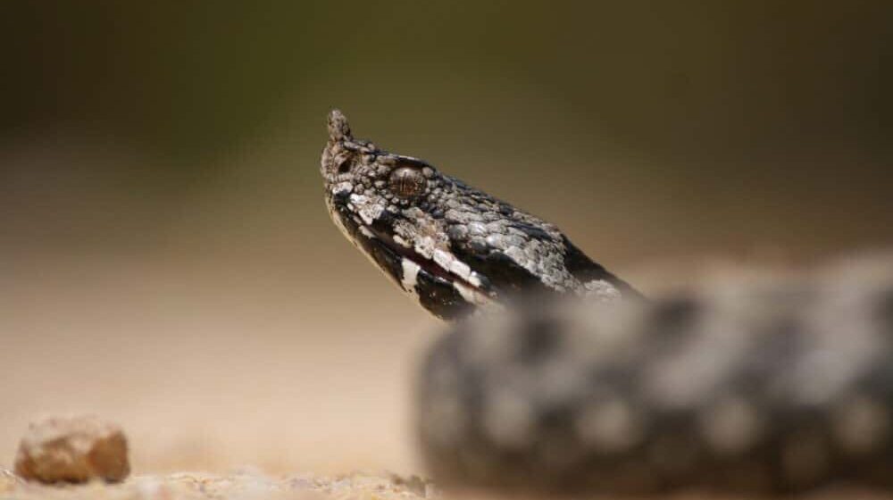 Poskoci ne skaču ni na Svetoj gori: Biolog Rastko Ajtić proučavao vodozemce i gmizavce Atosa 1