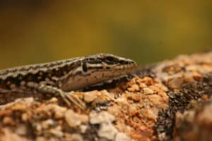Poskoci, uprkos imenu, nikad ne skaču, pa ni na Svetoj Gori: Biolog Rastko Ajtić o vodozemcima i gmizavcima s Atosa 3 Poskoci, uprkos imenu, nikad ne skaču, pa ni na Svetoj Gori: Biolog Rastko Ajtić o vodozemcima i gmizavcima s Atosa 3