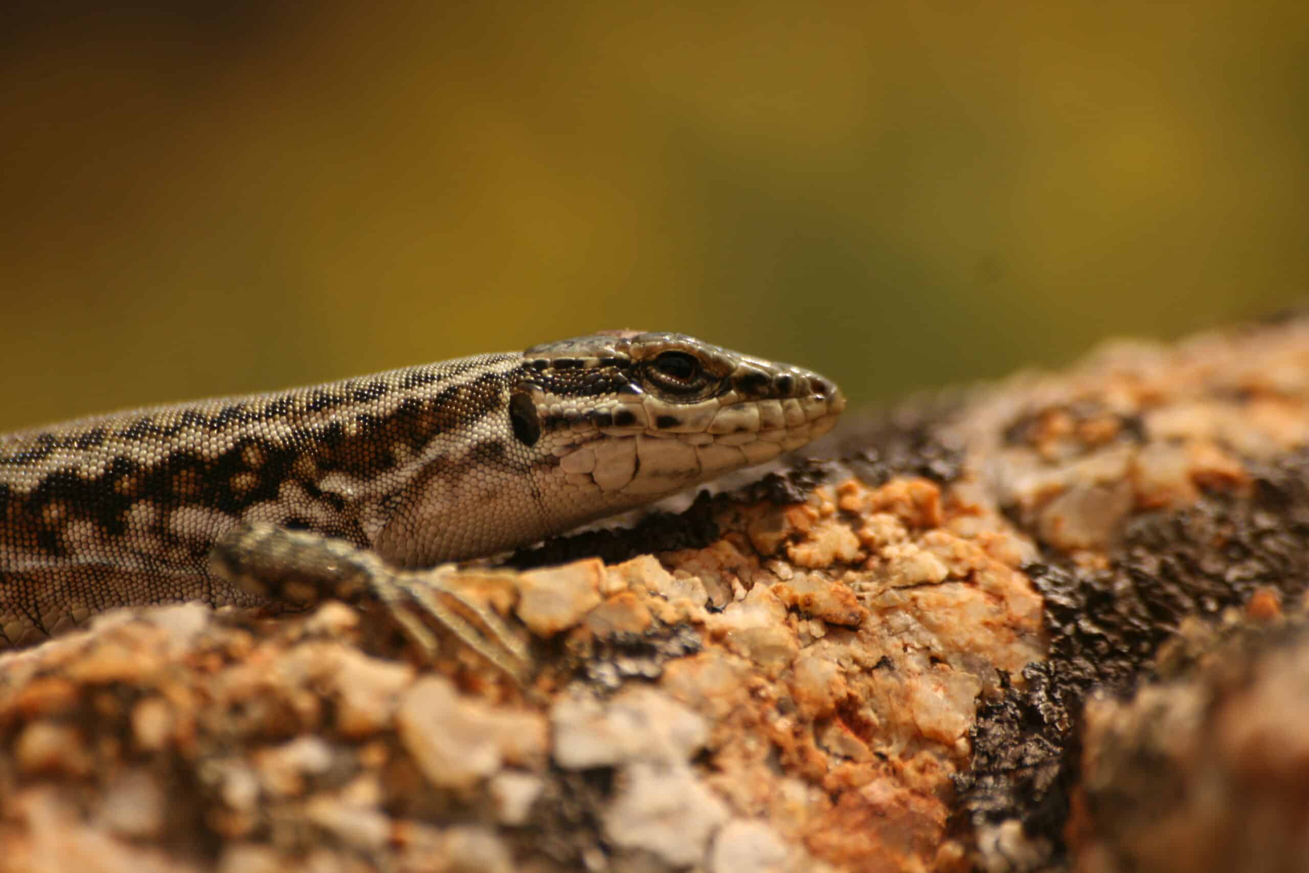 Poskoci ne skaču ni na Svetoj gori: Biolog Rastko Ajtić proučavao vodozemce i gmizavce Atosa 2