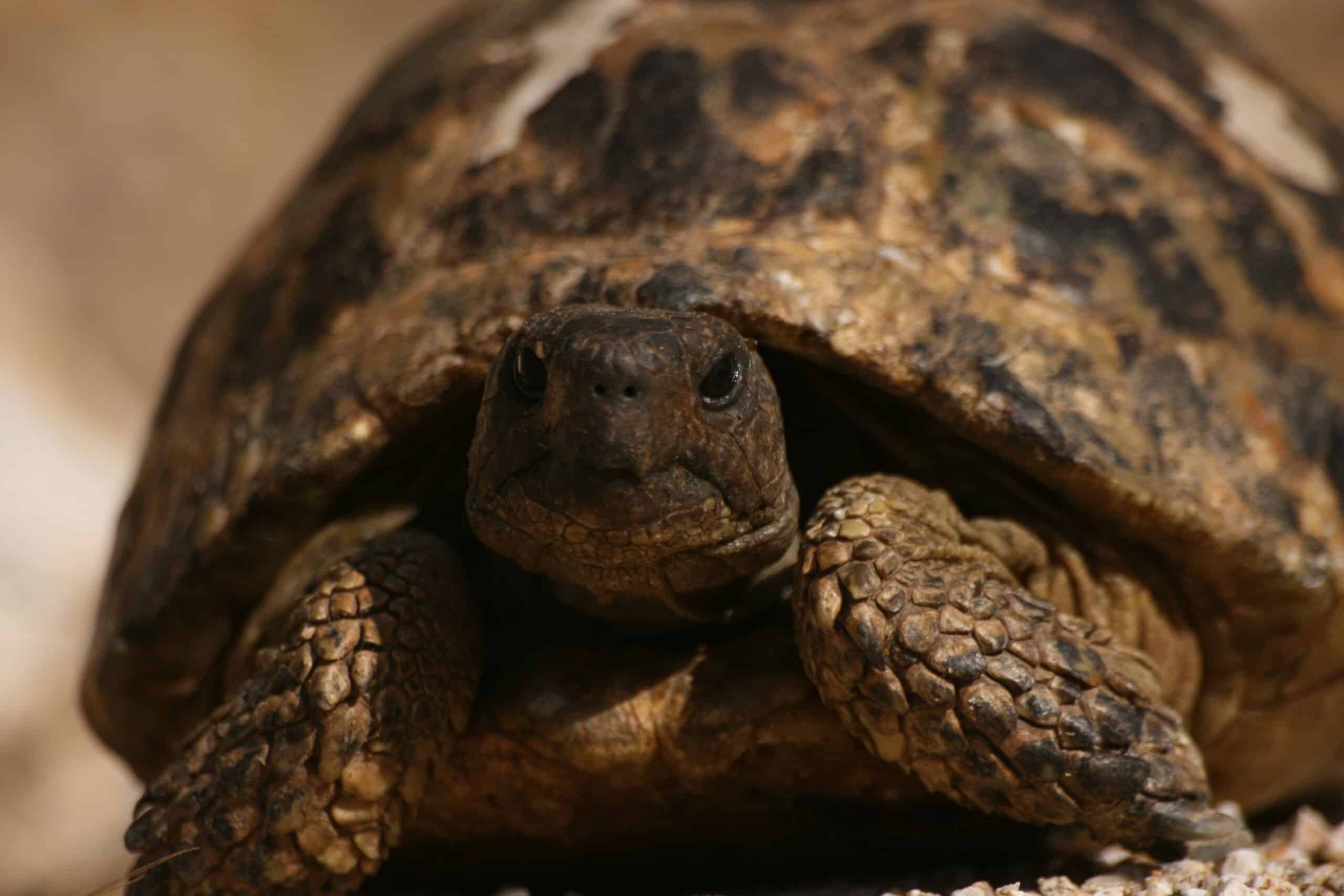 Poskoci, uprkos imenu, nikad ne skaču, pa ni na Svetoj Gori: Biolog Rastko Ajtić o vodozemcima i gmizavcima s Atosa 5 Poskoci, uprkos imenu, nikad ne skaču, pa ni na Svetoj Gori: Biolog Rastko Ajtić o vodozemcima i gmizavcima s Atosa 5