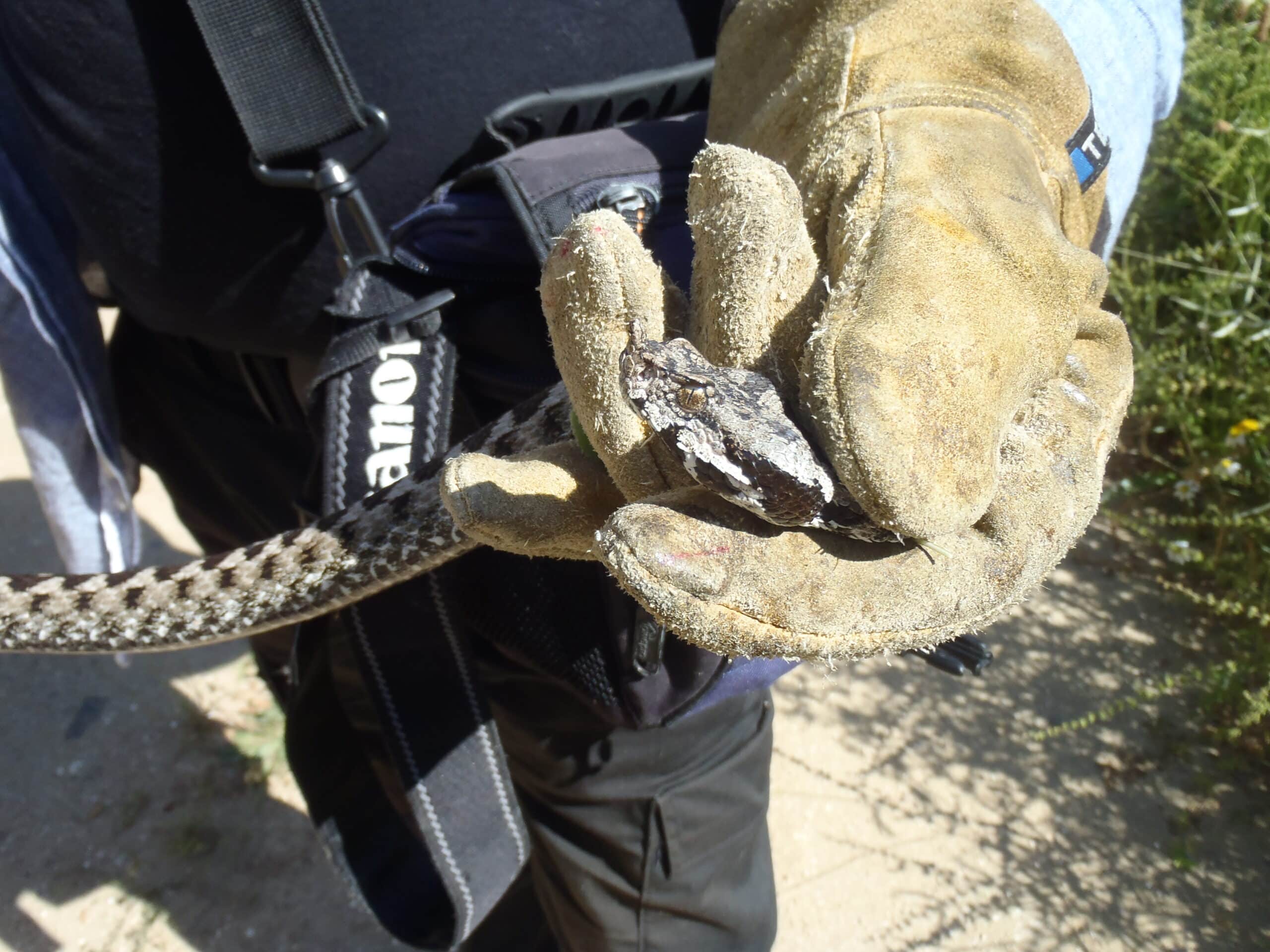 Poskoci ne skaču ni na Svetoj gori: Biolog Rastko Ajtić proučavao vodozemce i gmizavce Atosa 15