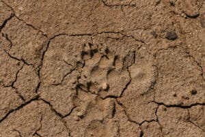 Poskoci, uprkos imenu, nikad ne skaču, pa ni na Svetoj Gori: Biolog Rastko Ajtić o vodozemcima i gmizavcima s Atosa 4 Poskoci, uprkos imenu, nikad ne skaču, pa ni na Svetoj Gori: Biolog Rastko Ajtić o vodozemcima i gmizavcima s Atosa 4