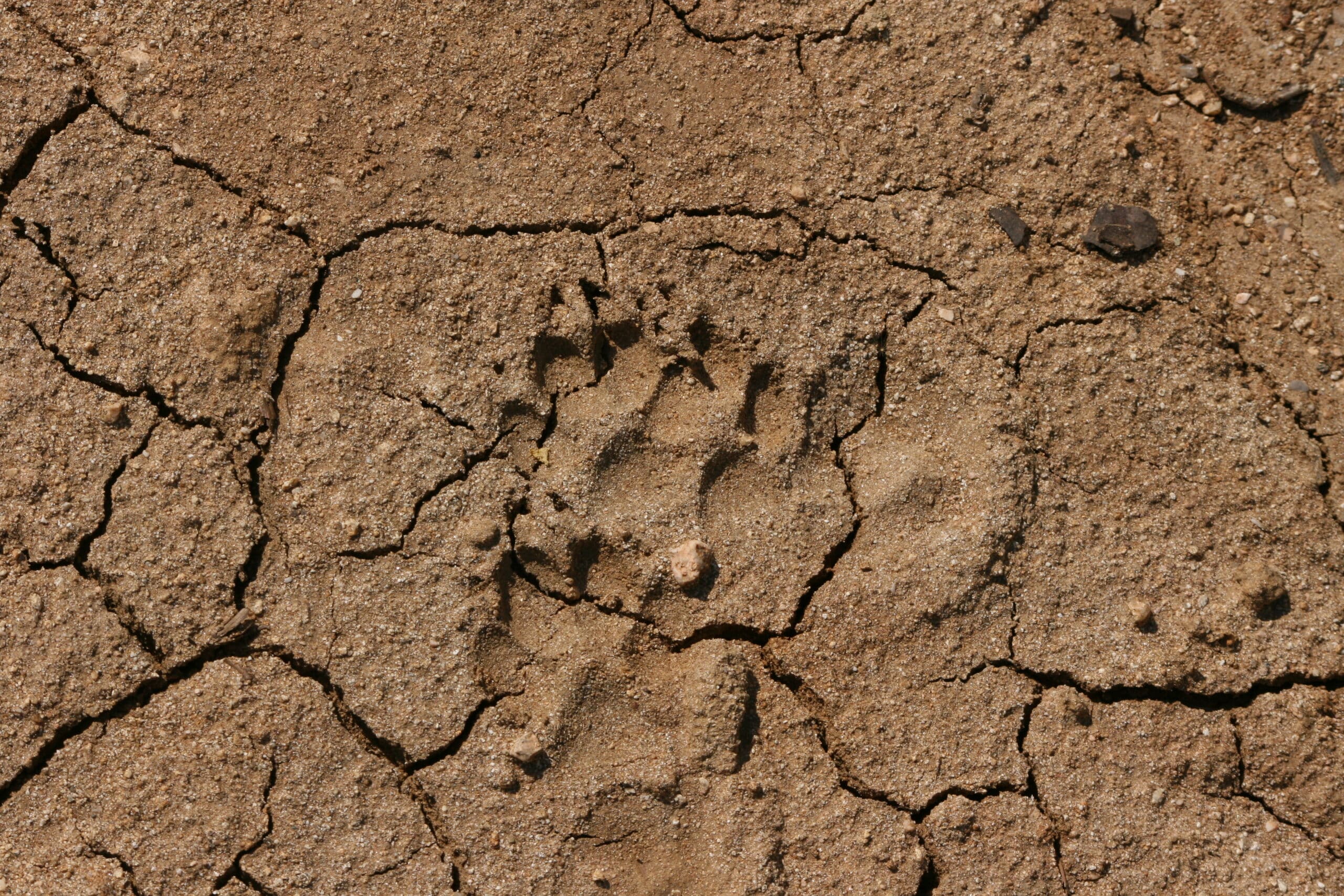 Poskoci ne skaču ni na Svetoj gori: Biolog Rastko Ajtić proučavao vodozemce i gmizavce Atosa 16