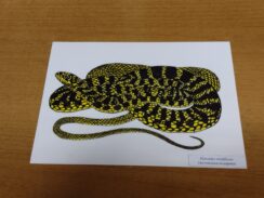 Poskoci ne skaču ni na Svetoj gori: Biolog Rastko Ajtić proučavao vodozemce i gmizavce Atosa 11