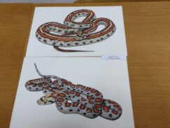 Poskoci ne skaču ni na Svetoj gori: Biolog Rastko Ajtić proučavao vodozemce i gmizavce Atosa 12