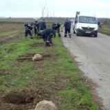 Nastavljeno ozelenjavanje Mitrovice: Nekadašnja deponija postala lipova šuma 4