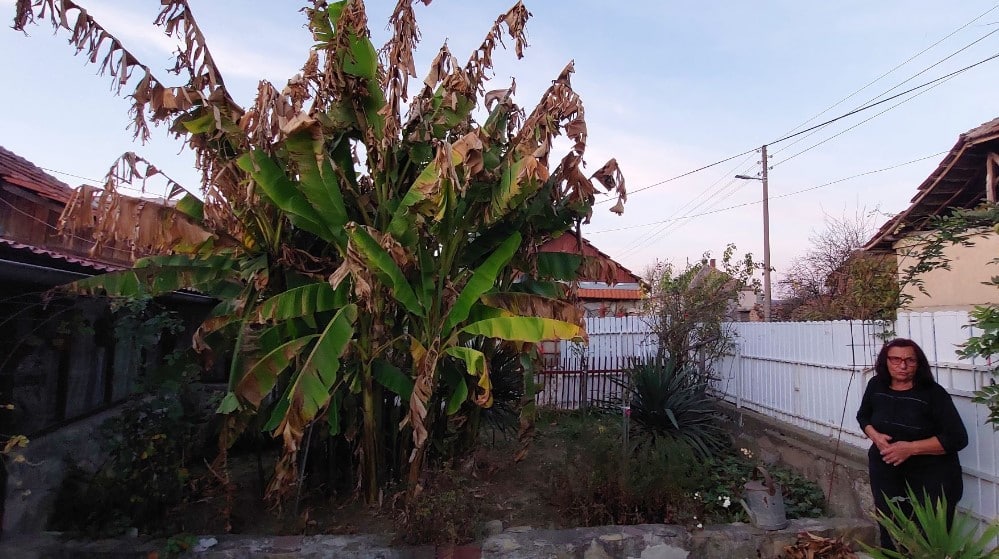 “Ne razlikuju se od onih iz prodavnice, imaju isti ukus i miris”: U dvorištu porodice iz Vražogrnca kod Zaječara rastu banane 5