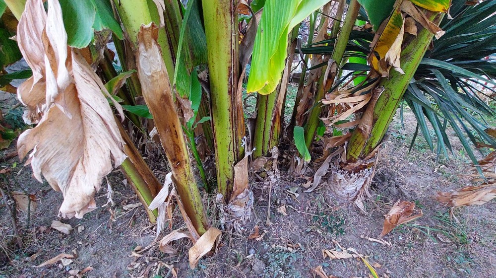 “Ne razlikuju se od onih iz prodavnice, imaju isti ukus i miris”: U dvorištu porodice iz Vražogrnca kod Zaječara rastu banane 4