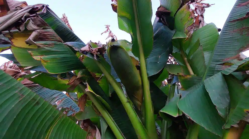 “Ne razlikuju se od onih iz prodavnice, imaju isti ukus i miris”: U dvorištu porodice iz Vražogrnca kod Zaječara rastu banane 3