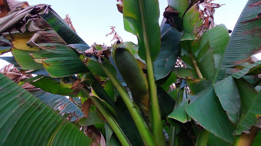 “Ne razlikuju se od onih iz prodavnice, imaju isti ukus i miris”: U dvorištu porodice iz Vražogrnca kod Zaječara rastu banane 3