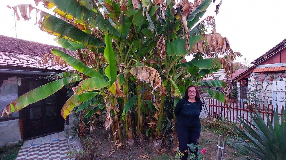 “Ne razlikuju se od onih iz prodavnice, imaju isti ukus i miris”: U dvorištu porodice iz Vražogrnca kod Zaječara rastu banane 2