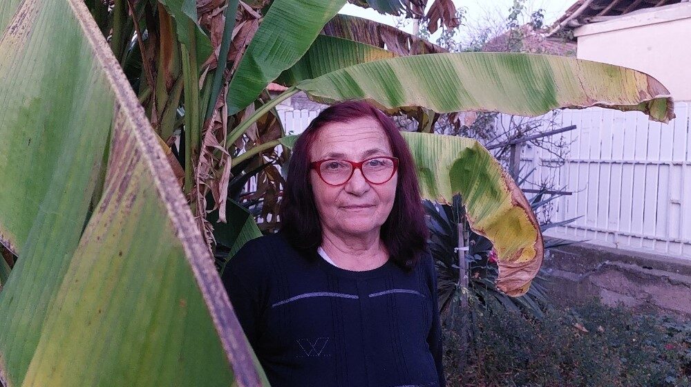 “Ne razlikuju se od onih iz prodavnice, imaju isti ukus i miris”: U dvorištu porodice iz Vražogrnca kod Zaječara rastu banane 1