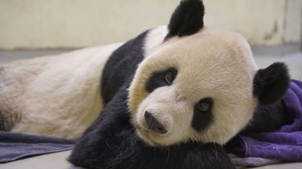 Uginuo Tuan Tuan, panda kog je Kina poklonila Tajvanu kao simbol otopljavanja odnosa 1