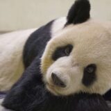 Uginuo Tuan Tuan, panda kog je Kina poklonila Tajvanu kao simbol otopljavanja odnosa 9