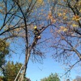 U Nišu niko nije nadležan za spasavanje životinja: Za skidanje mačeta sa drveta trebalo je da "radi veza" 12