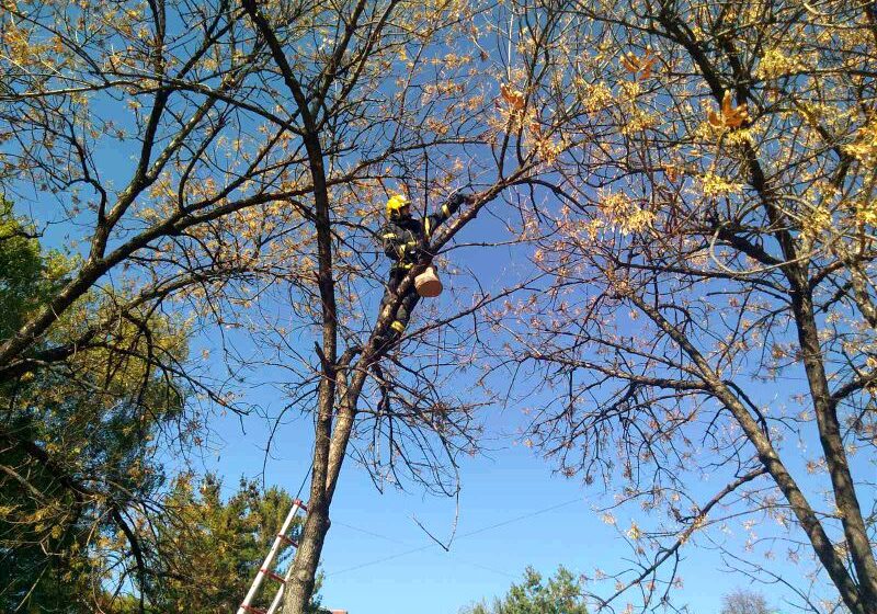 U Nišu niko nije nadležan za spasavanje životinja: Za skidanje mačeta sa drveta trebalo je da "radi veza" 1