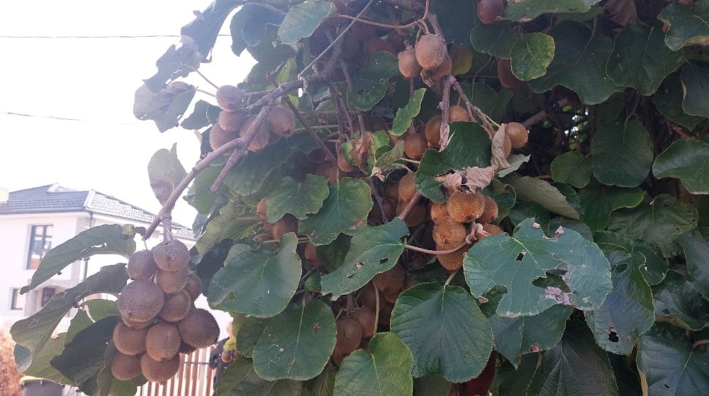 “Iz moje bašte je mnogo slađi i sočniji”: Penzioner iz Zaječara uzgaja kivi 5 “Iz moje bašte je mnogo slađi i sočniji”: Penzioner iz Zaječara uzgaja kivi 5