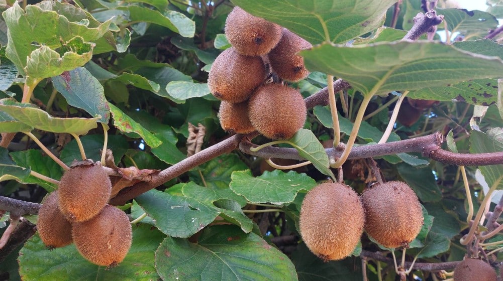 “Iz moje bašte je mnogo slađi i sočniji”: Penzioner iz Zaječara uzgaja kivi 3 “Iz moje bašte je mnogo slađi i sočniji”: Penzioner iz Zaječara uzgaja kivi 3