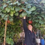 “Iz moje bašte je mnogo slađi i sočniji”: Penzioner iz Zaječara uzgaja kivi 11