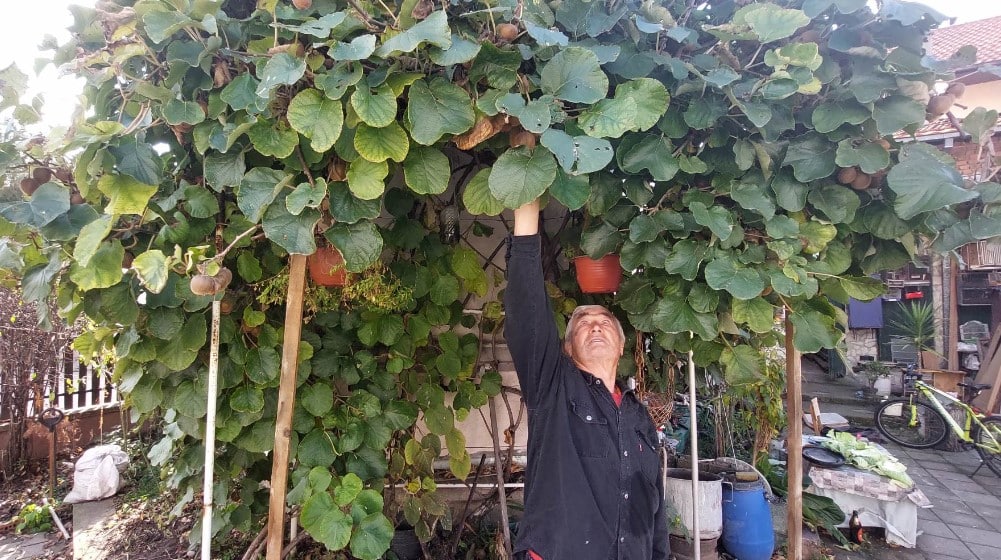 “Iz moje bašte je mnogo slađi i sočniji”: Penzioner iz Zaječara uzgaja kivi 1