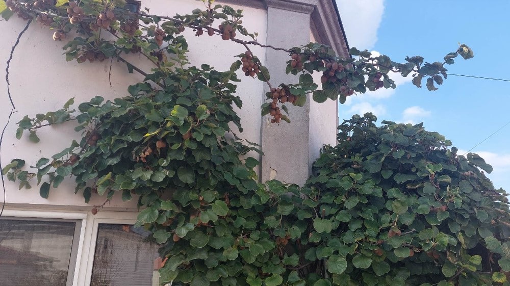 “Iz moje bašte je mnogo slađi i sočniji”: Penzioner iz Zaječara uzgaja kivi 4 “Iz moje bašte je mnogo slađi i sočniji”: Penzioner iz Zaječara uzgaja kivi 4