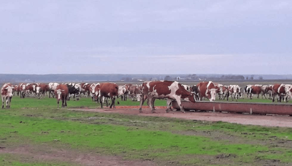 "Skupljam sirak da nahranim krave da ne crknu, a ne da daju mleko": Katastrofalna situacija u vojvođanskom stočarstvu 1