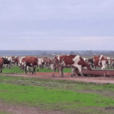 "Skupljam sirak da nahranim krave da ne crknu, a ne da daju mleko": Katastrofalna situacija u vojvođanskom stočarstvu 12