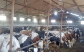 "Skupljam sirak da nahranim krave da ne crknu, a ne da daju mleko": Katastrofalna situacija u vojvođanskom stočarstvu 2