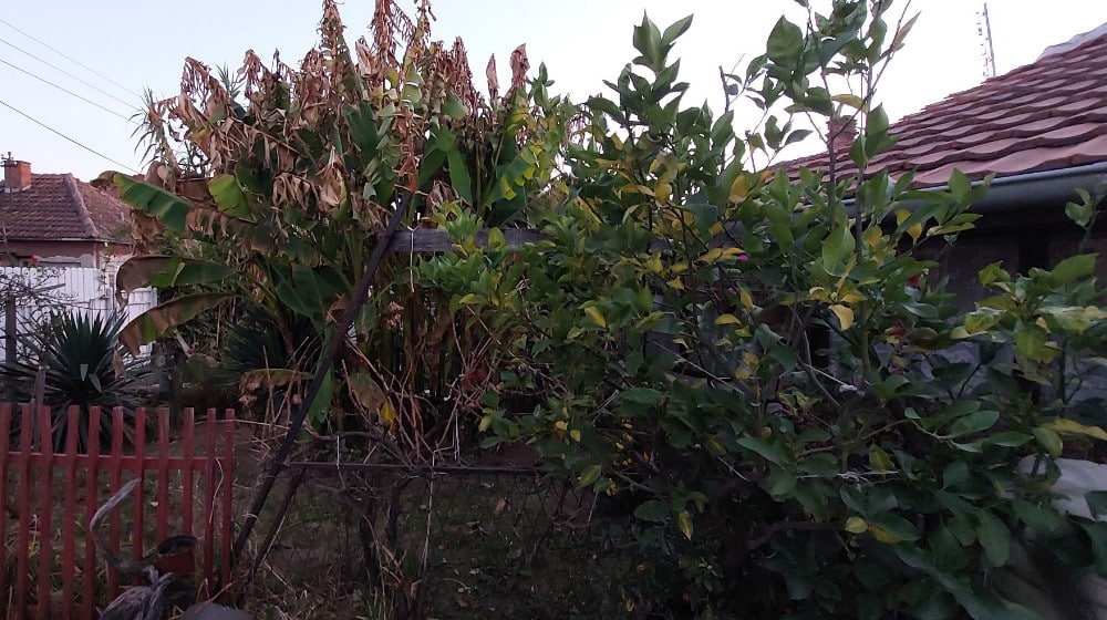 “Ne razlikuju se od onih iz prodavnice, imaju isti ukus i miris”: U dvorištu porodice iz Vražogrnca kod Zaječara rastu banane 6