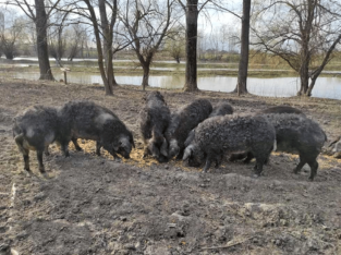 "Ponuda mala, a potražnja još manja": Prasetina u Zrenjaninu paprena, neće je biti ni za slavsku trpezu 3