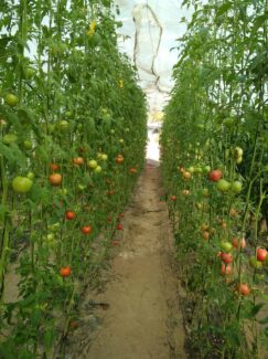 paradajz plastenik Majdanpek "Dok sam radio u rudniku nisam pomišljao da će mi povrtarstvo postati glavni posao": Kad majdanpečki rudar počne da proizvodi hranu 5