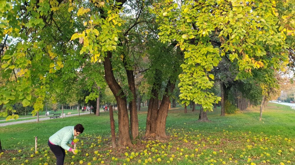 U Zrenjaninu počela rekonstrukcija Karađorđevog parka: Obelodanjeno koliko će stabala biti posečeno 20