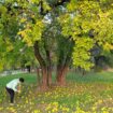 U Zrenjaninu počela rekonstrukcija Karađorđevog parka: Obelodanjeno koliko će stabala biti posečeno 17