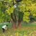 U Zrenjaninu počela rekonstrukcija Karađorđevog parka: Obelodanjeno koliko će stabala biti posečeno 8