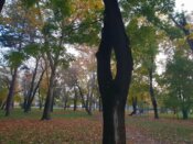 U Zrenjaninu počela rekonstrukcija Karađorđevog parka: Obelodanjeno koliko će stabala biti posečeno 3