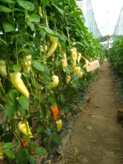 plastenik Majdanpek "Dok sam radio u rudniku nisam pomišljao da će mi povrtarstvo postati glavni posao": Kad majdanpečki rudar počne da proizvodi hranu 3