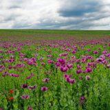 Evolucija opijuma - romantičarskog narkotičkog sirupa 7