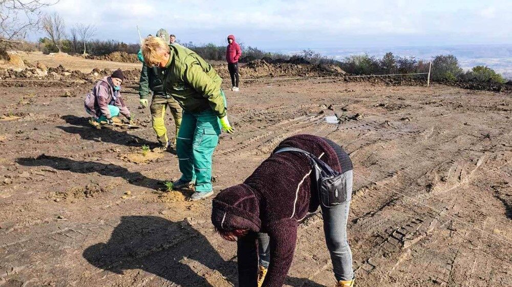 Zaječar: Počelo pošumljavanje “Kraljevice” 1