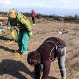 Zaječar: Počelo pošumljavanje “Kraljevice” 10