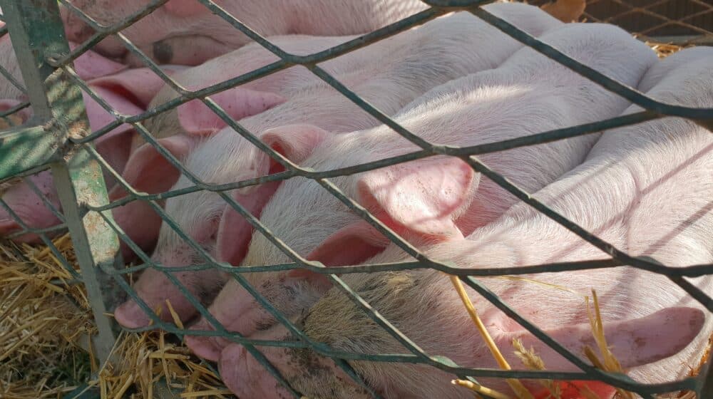 "Ponuda mala, a potražnja još manja": Prasetina u Zrenjaninu paprena, neće je biti ni za slavsku trpezu 1